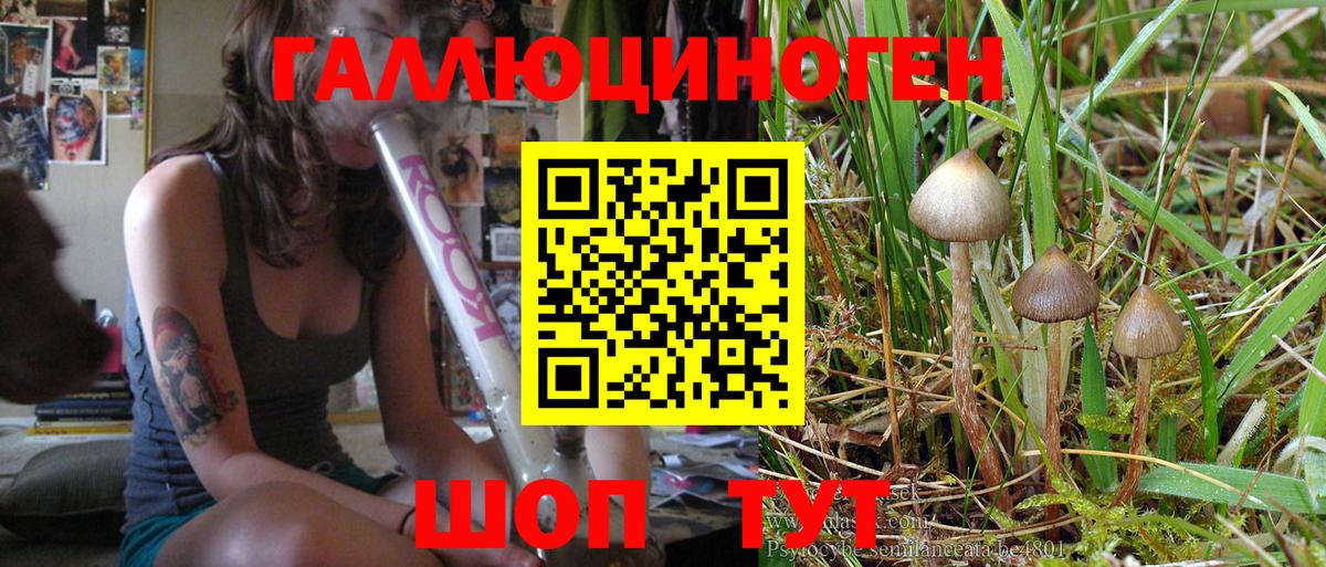Псилоцибиновые грибы мухоморы Осинники